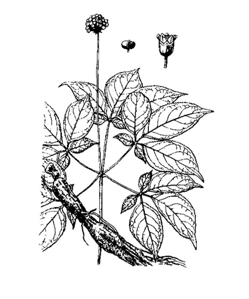 Natural compounds from  Panax ginseng